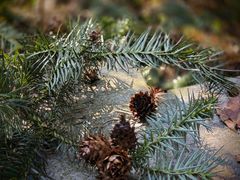 -潜山国家森林公园