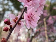 -红梅公园