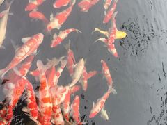 -湖鲜楼