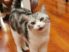 -猫小院猫主题咖啡厅(北锣店)