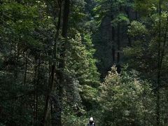 -铁山坪森林公园