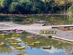 -中国科学院西双版纳热带植物园