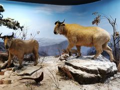 -陕西自然博物馆