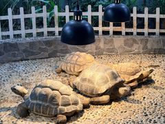 -上海大自然野生昆虫馆(东方明珠·爬宠昆虫探索中心)