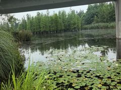 -白鹭湾湿地公园
