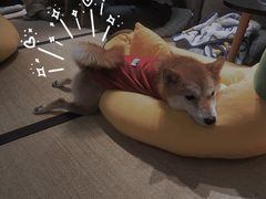 -逗柴咖啡屋·狗咖猫咖宠物桌游