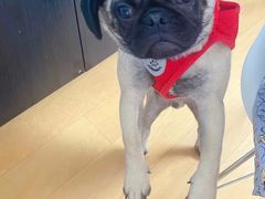-萌宠之家·腊肠犬·马尔泰·小体犬舍