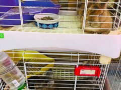 -宠物兔专门店(天丰利市场店)