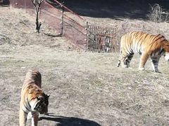 -沈阳森林动物园