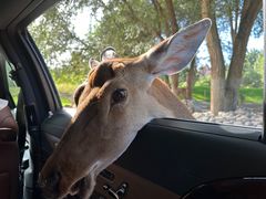 -北京野生动物园