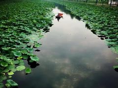 -白洋淀景区