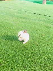 -萌宠亲子动物乐园(槐房万达店)