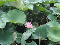 -咱家王新国把子肉(县东巷店)