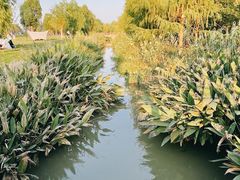 -九科绿洲
