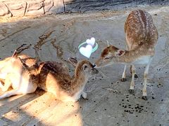 -贵州森林野生动物园