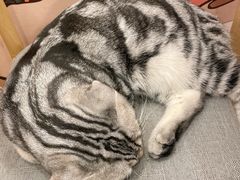 -Let's go狗咖·猫咖·奶狗·桌游(春熙路IFS店)