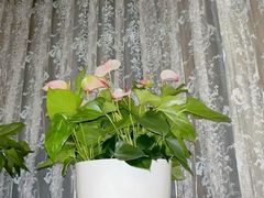 -新侨三宝乐西餐厅(崇文门店)