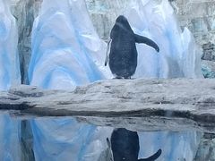 -海合安青岛极地海洋公园