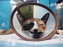 -爱诺耐芙动物医院(万博店)