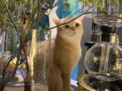 -咖法森林·咖啡  酒吧(天河店)