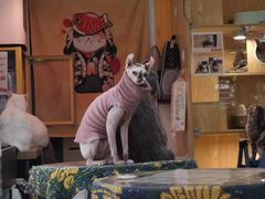 -平行世界·猫咖(首经贸店)