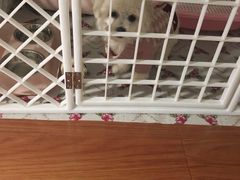 -宠福鑫康馨动物医院·骨科·眼科
