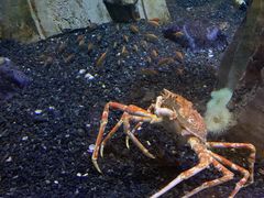 -迪拜水族馆及水下动物园