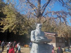 -千年银杏谷文化旅游区