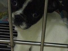 -百信宠物医院(东升街店)