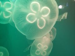 景点&nbsp;水母-华夏文旅海洋公园