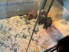 -青石桥花鸟鱼虫市场(叠翠城店)