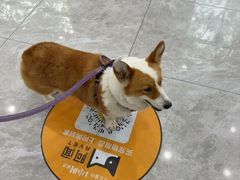-瑞鹏宠物医院·骨外科·心肾科·肿瘤科(九亭店)