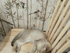 -楼上猫咖(罗湖店)