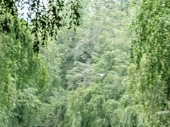 -大湾区中央湿地公园