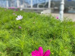 -横琴客运码头