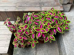 -福建省非物质文化遗产博览苑