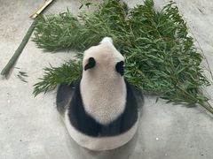 -杭州动物园