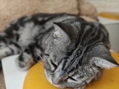 -平行世界·猫咖(首经贸店)