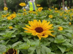 -武汉园博园(武汉自然博物馆)