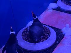 -暹罗海洋世界