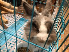 -志龙皇冠吃货椰子铺