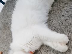 -平行世界·猫咖(首经贸店)