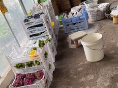 -马陆小张葡萄园农家乐