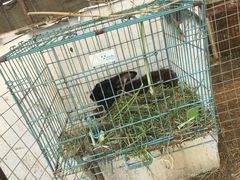 -小鱼草莓采摘园农家乐·小鱼餐厅