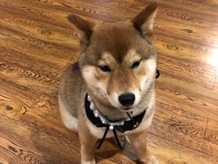 -柴务处·柴犬主题狗咖