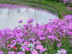 -花开海上生态园