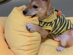 -逗柴咖啡屋·狗咖猫咖宠物桌游