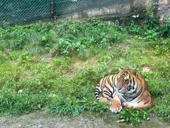 -栾川竹海野生动物园