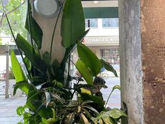 -星巴克(武康路店)