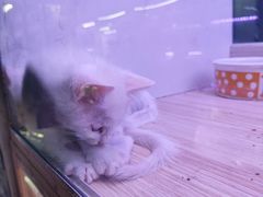 -山东柏宁水族批发广场